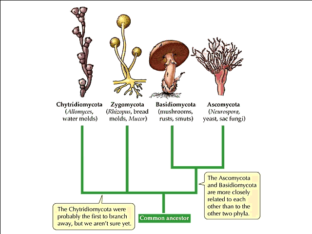 index-of-images-kingdoms-fungi